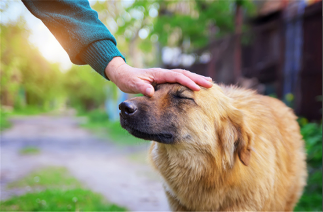 Lying About An Emotional Support Animal In Utah May Become A Misdemeanor