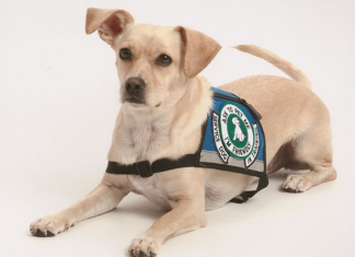 HUD Charges Landlords With Discrimination Against Combat Veteran With Assistance Animal