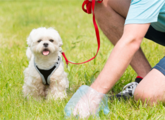 Why Are Some Property Managers Not Solving Pet Poop Problems?
