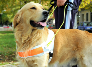 Red Flags In Evaluating Documentation For Assistance Animals Ultimate guide to assistance animals in rental property