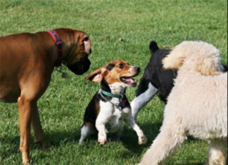 Apartment Pet Amenities Draw Millennial Tenants