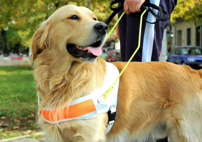 Are You Confused By Requests For Service, Emotional Support And Assistance Animals?
