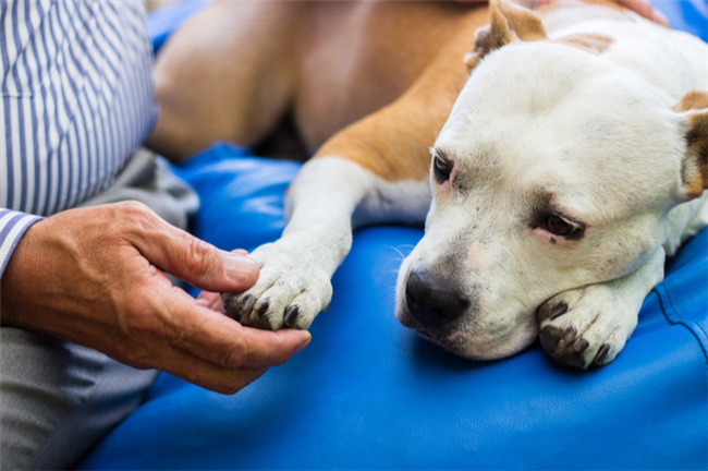 Are You Confused By Requests For Service, Emotional Support And Assistance Animals?
