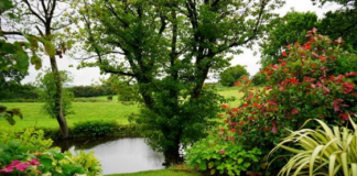 6 Ways To Save Water With The Right Landscaping At Your Property