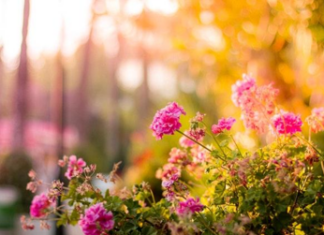 5 Easy DIY Projects That Can Add Value to Your Rental Property 5 Easy DIY Projects That Can Add Value to Your Rental Property include landscaping flowers and gardens