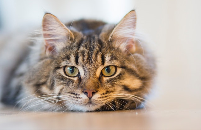 How to Better Protect Your Pet-Friendly Rental Properties