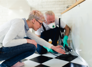 How To Deal With The Most Common Pests In Rental Housing