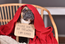 Keep pets safe inside July 4 as more pets go missing around the 4th so here are tips, resources and why microchipping is important.