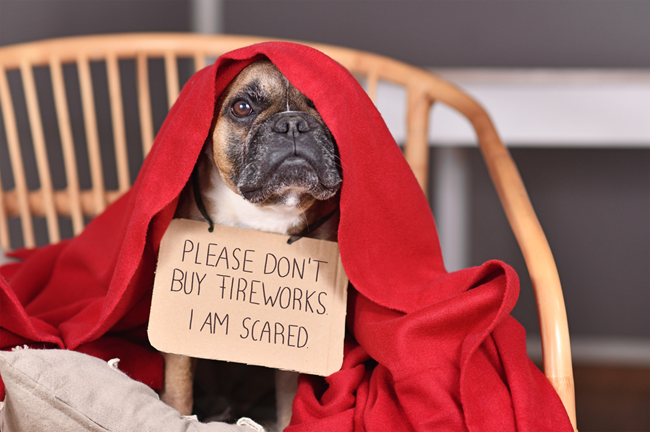 Keep pets safe inside July 4 as more pets go missing around the 4th so here are tips, resources and why microchipping is important.