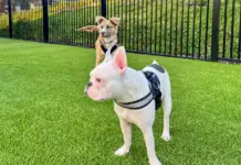 Sniffing Out Top Dog-Friendly Apartments Nationwide Dog-friendly apartments nationwide are competing with single-family homes, not other apartments-embracing pets improves financial performance